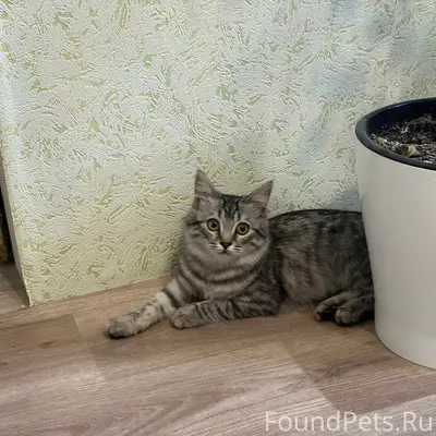 Найден котёнок-кошечка, переулок Чернышевского