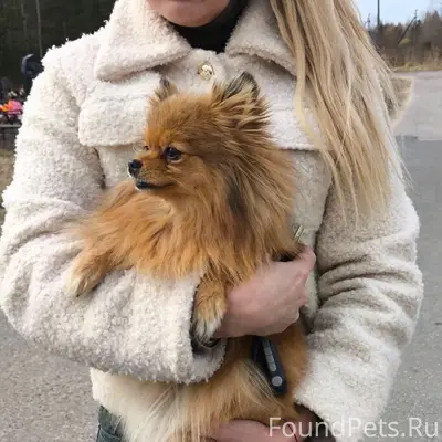 Найденна собака, Орлецы, г. Псков