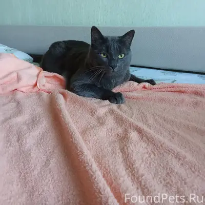 Пропал кот Ваня, д. Шатово-3