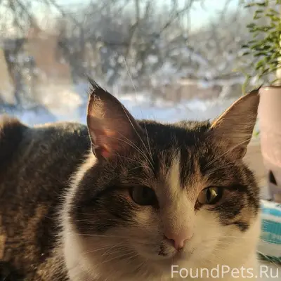 Пропал кот, п. Костенево, ул. Ленина