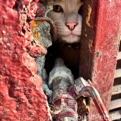 Найдена кошка, Лескова 3а