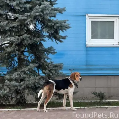 Пропал пес гончей породы, Туапсе