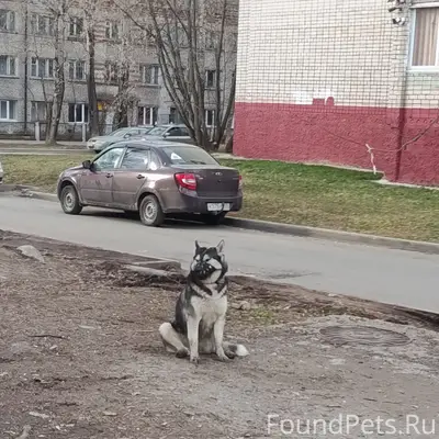 Найденна собака, Гоголя 32