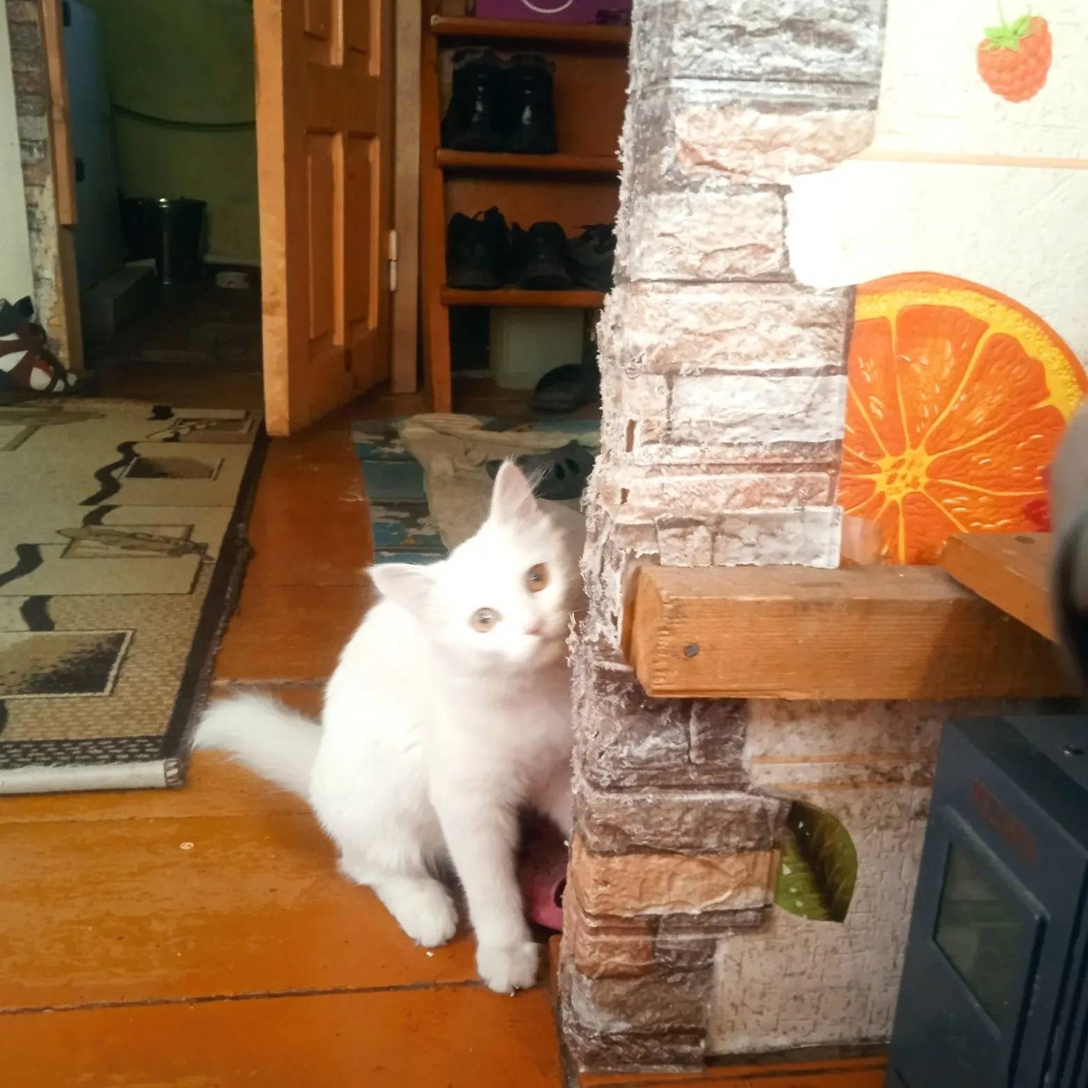 Пропала кошка Василиса