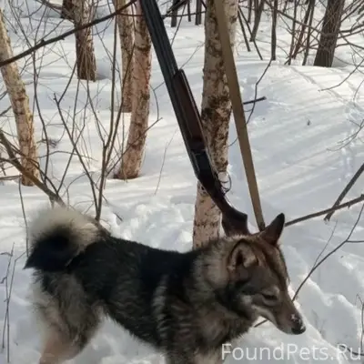 Пропали лайки, деревня Ярово