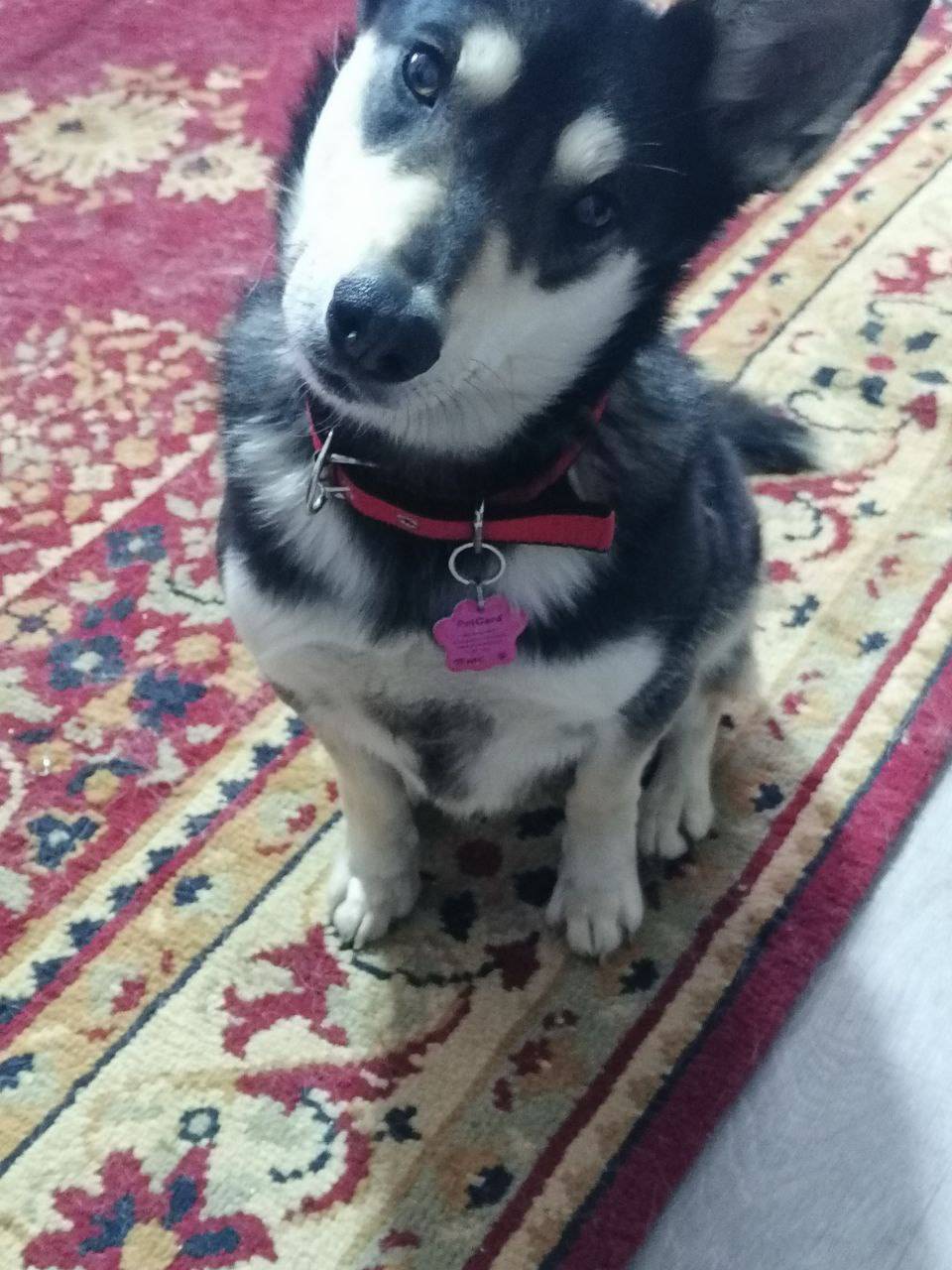 Потерялась собака‼️ Помогите найти‼️