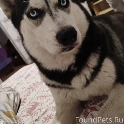 Пропала собака сибирский хаски