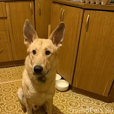 Пропала собака Боба