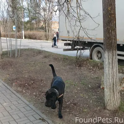 Пропал пёс, Товарково