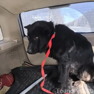 Найдена собака, Советский округ, Омск