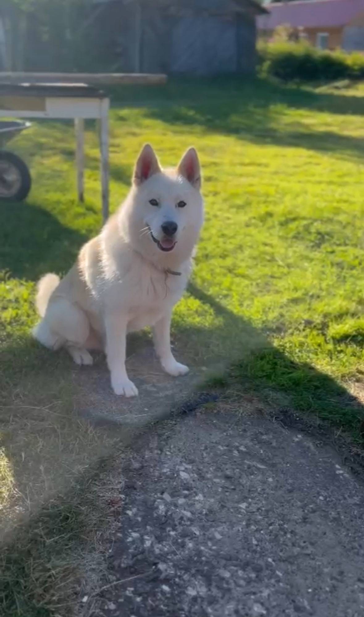 Пропал кобел Лайка Парма, посёлок Кебанъель