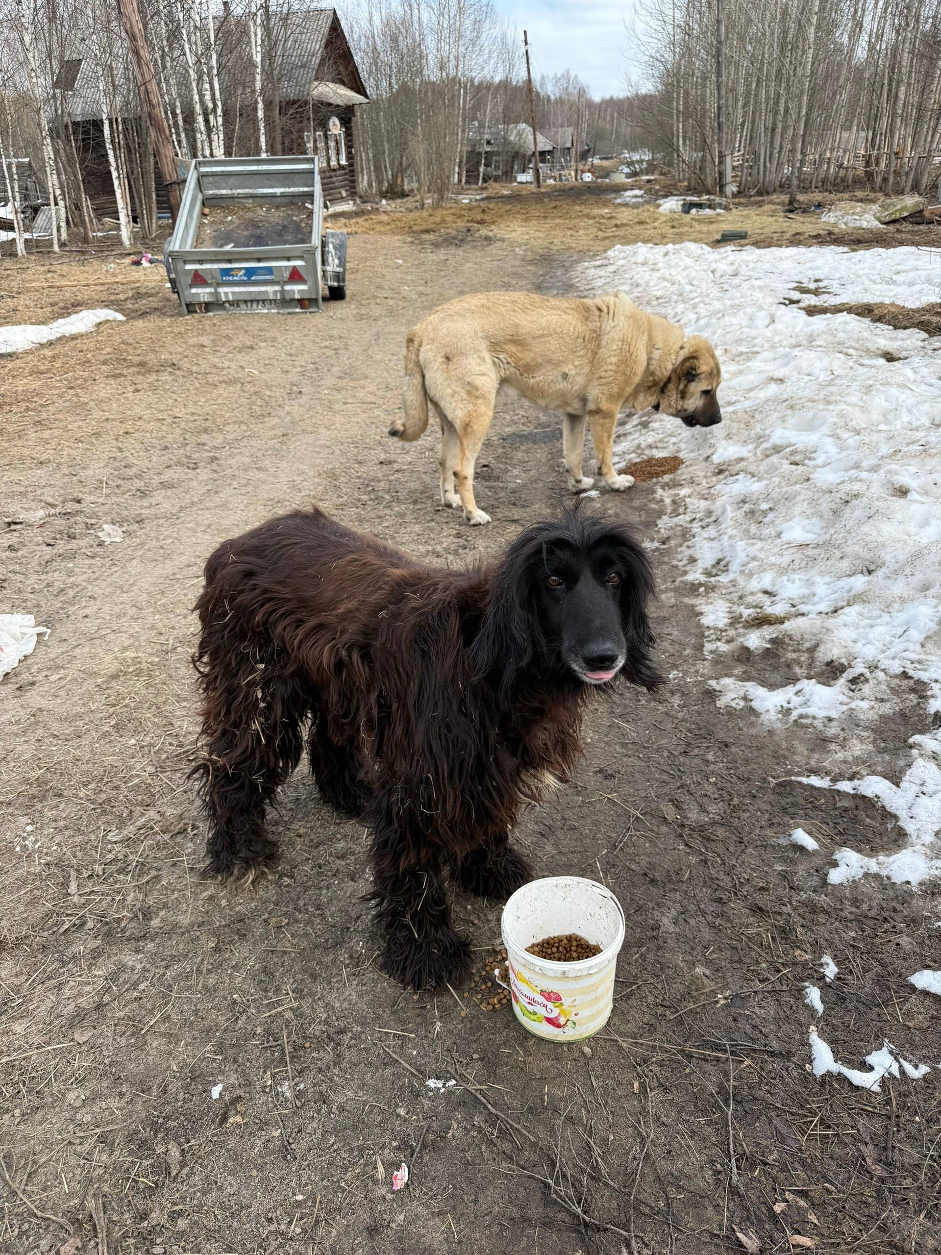Найден алабай и собака по типу гончей, начало района
