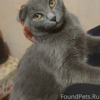 Найдена кошка, Южный, район Чехова