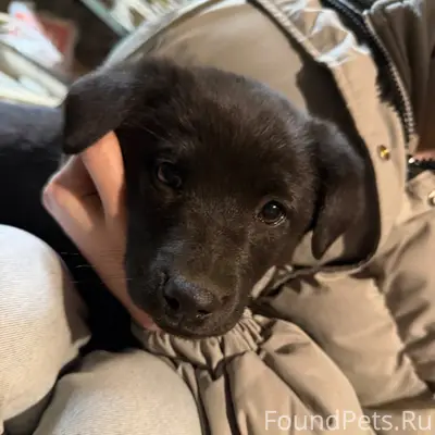 Пропала девочка щенок, есть приметное пятнышко