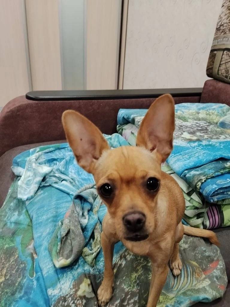 Найдена собака, Барнаул, С. Ускова