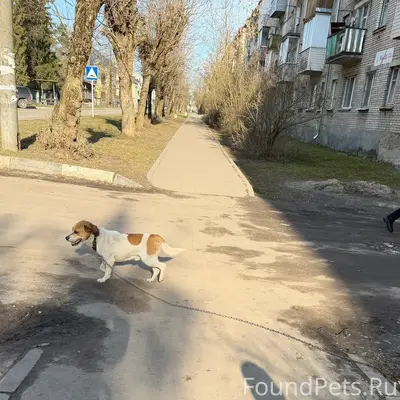 Пропала собака, район детского дома г. Покров