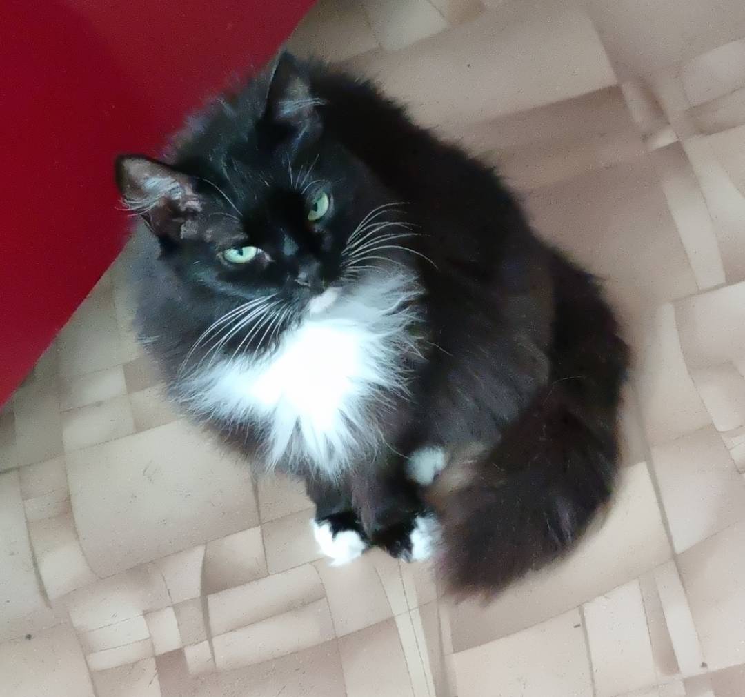 Пропала кошка Мурка, Рабочий посёлок