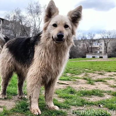 Найден контактный пёс, Красноармейский район