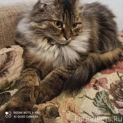 Пропала кошка Манька, Тольятти, Шлюзовой