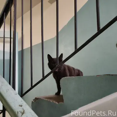 Найден кот, ЗШК на Раахе