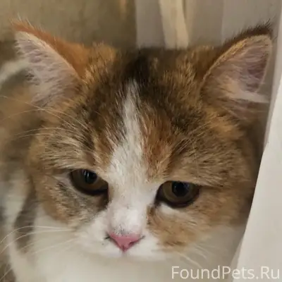 Найдена кошка, Центральный район