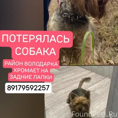Пропала собака