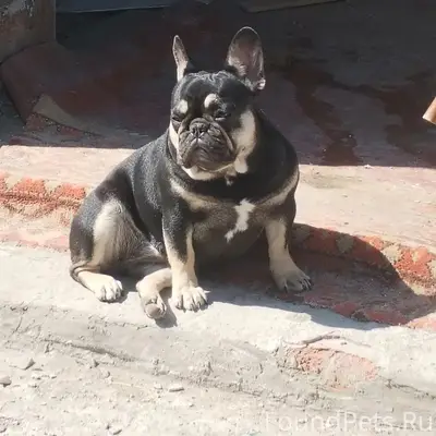 Пропала собака, х. Яново-грушевский