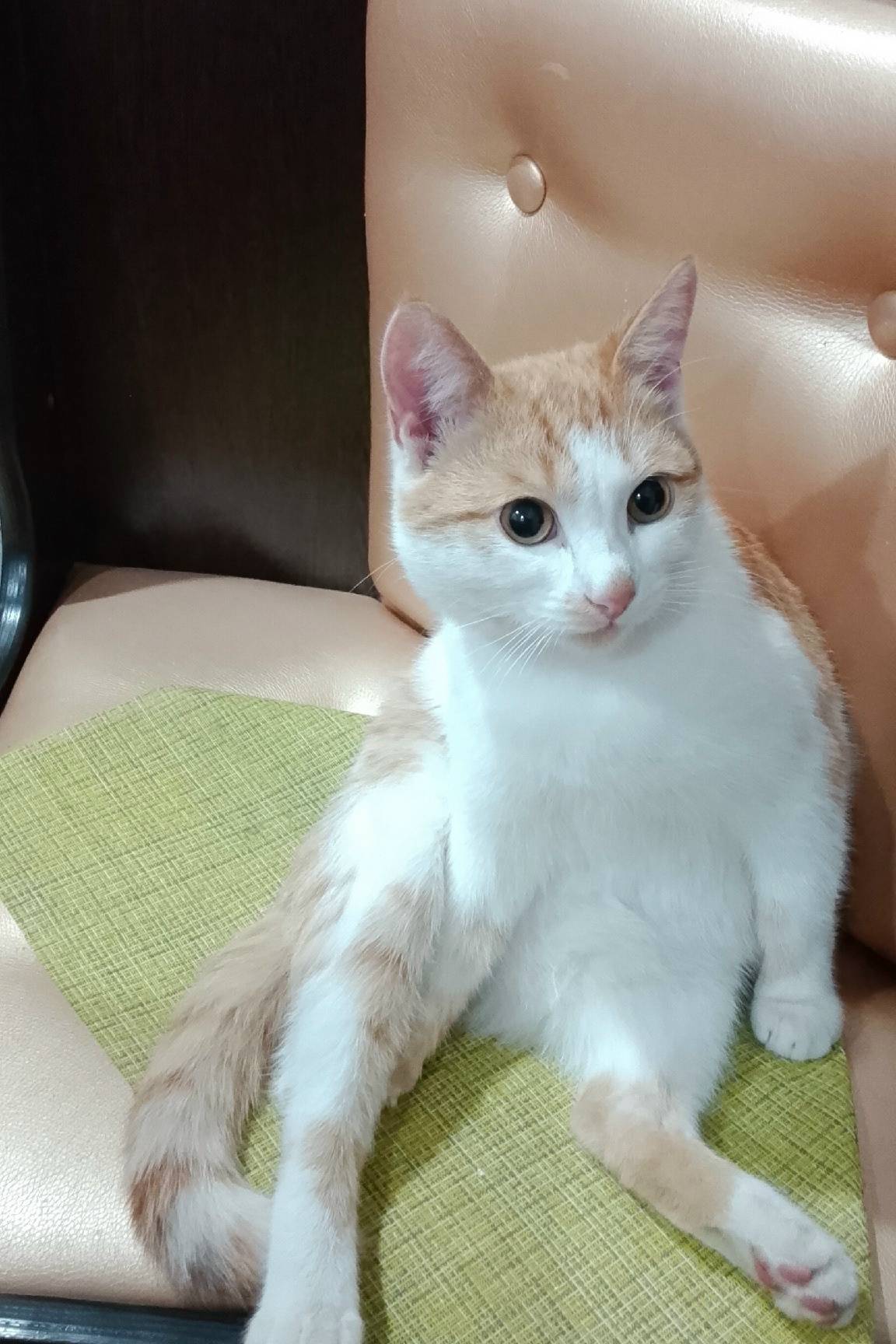 Пропал кот, Монолит