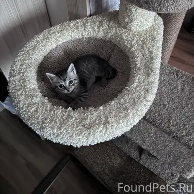 Найден котёнок, улица Благодатная