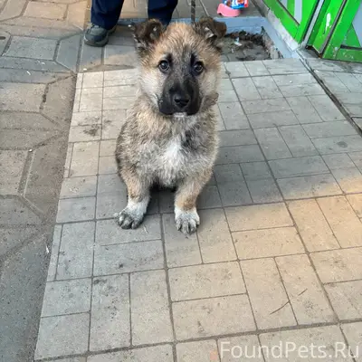 Найден щенок, Слободской