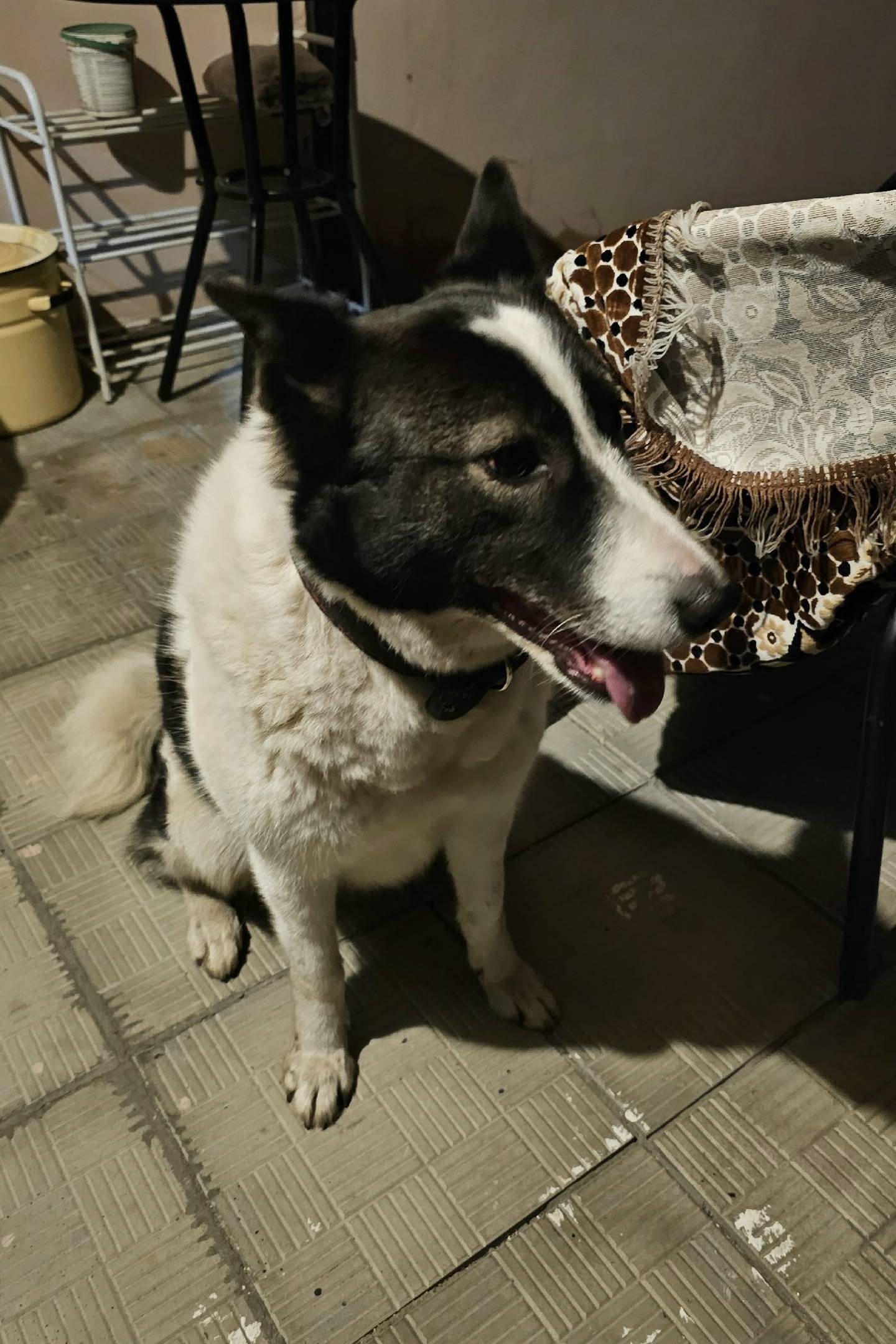 Найден щенок, пос. Нежный