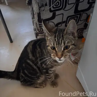 Найден короткошёрстный кот, Текстильная 20