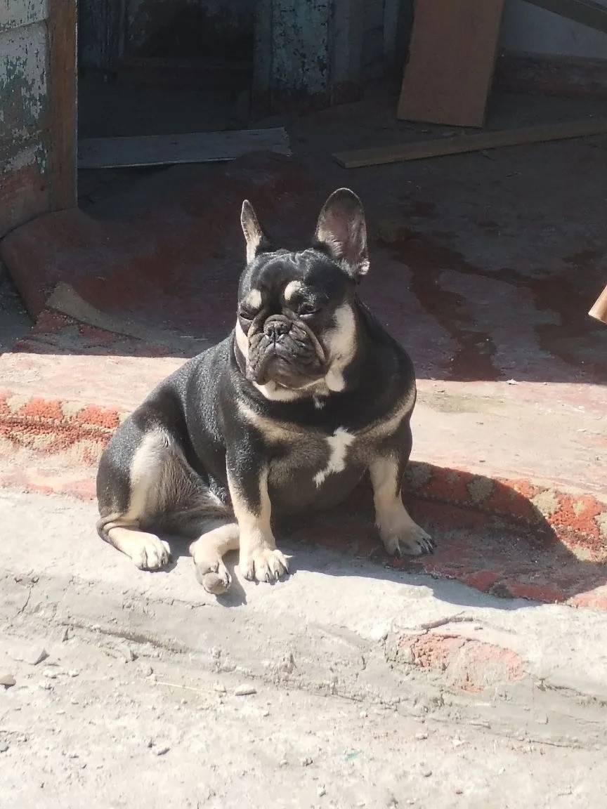 Пропала собака, х. Яново-Грушевский