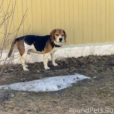 Пропал пёс Барни, улица Ленинградская