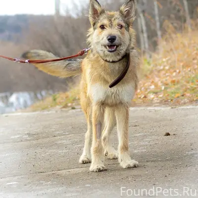Пропала собака Плюшка, район телецентра