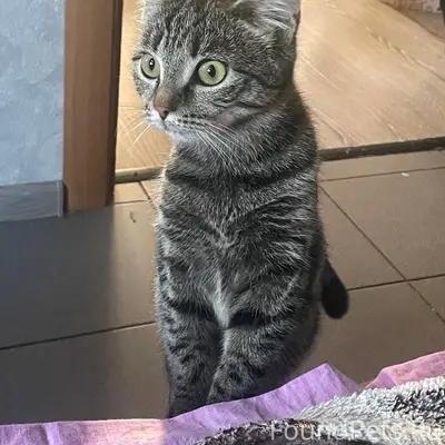 Пропала кошка, район Советской 6