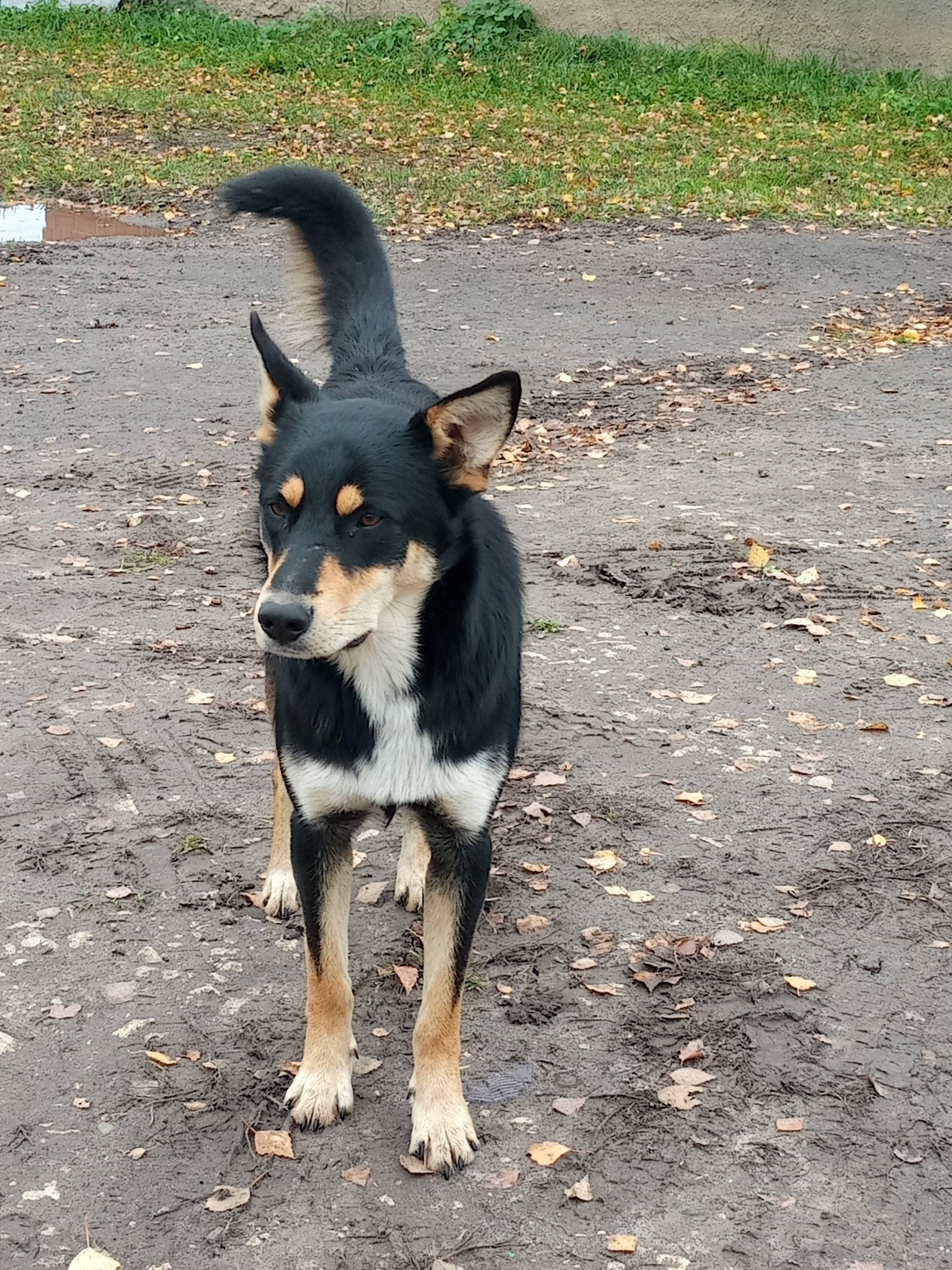 Пропал щенок, около года