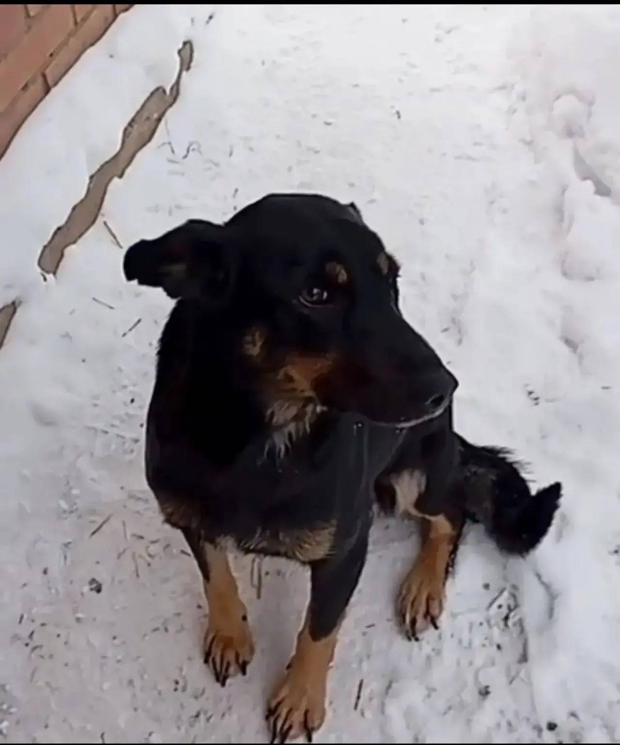 Пропала собака, Снт «волна» за Балатоном