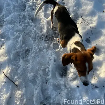 Пропала эстонская гончая Линда, деревня Львово