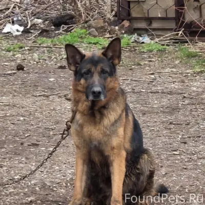 Найден кобель-овчарка, Салават, улица Гагарина