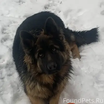 Пропала немецкая овчарка Лада, Шарташи