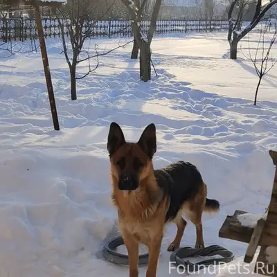 Пропала собака