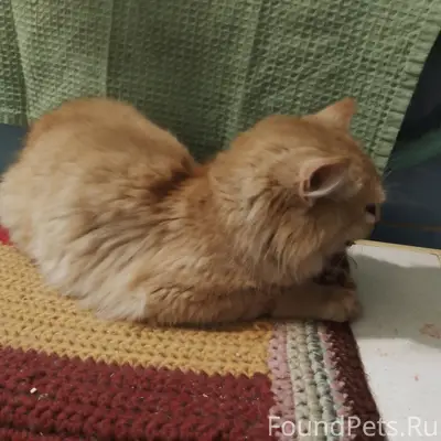 Найден кот, район «Пятерки» на Крылова