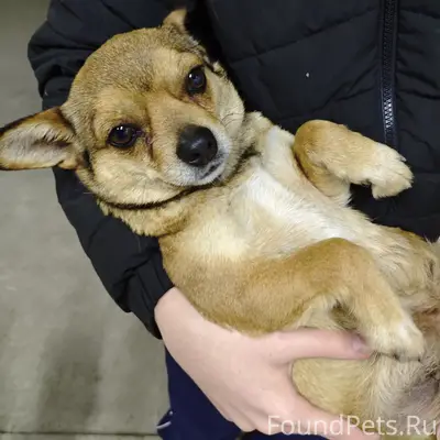 Найдена собака, сучка