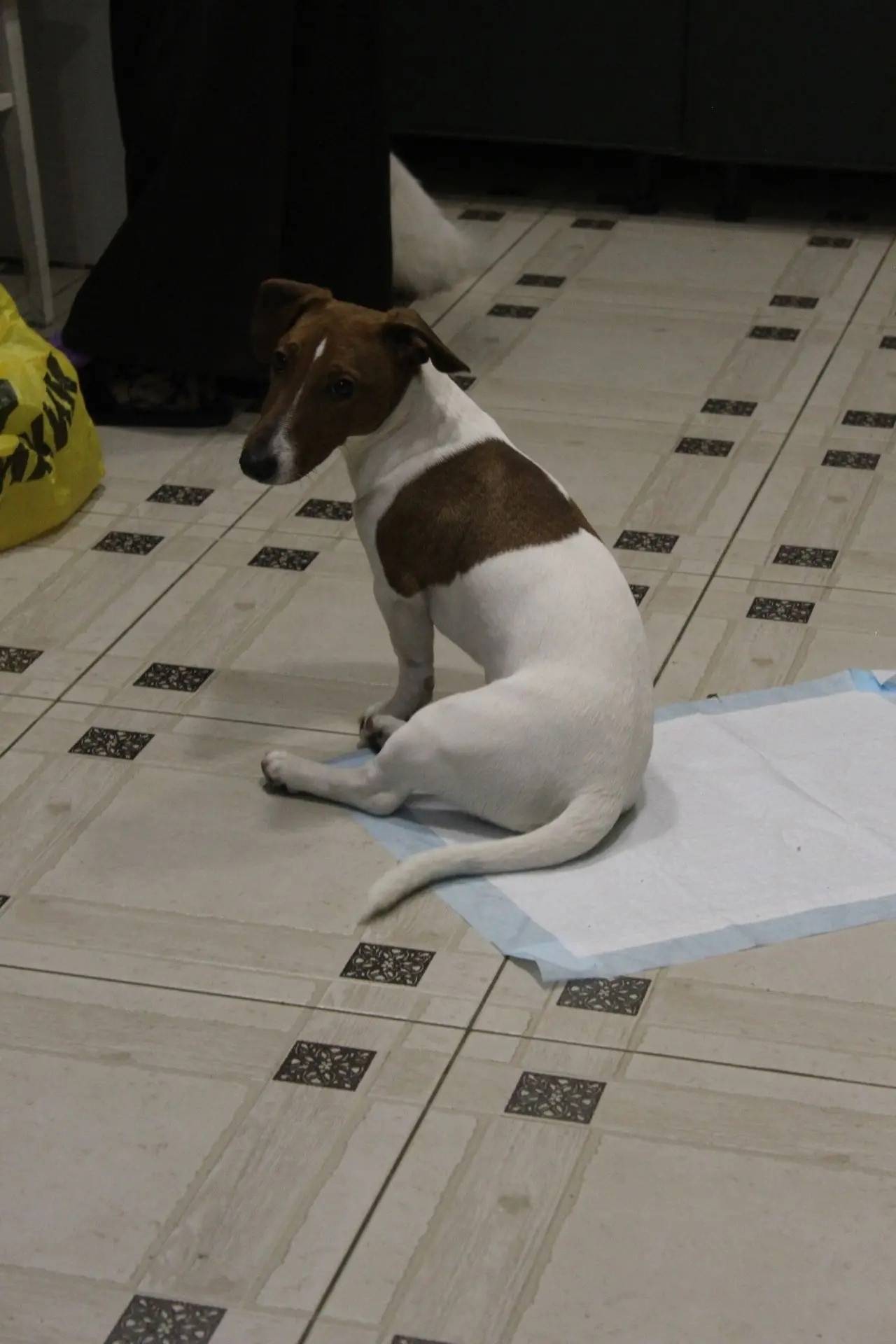 Пропал джек-рассел-терьер, Острогожское кольцо