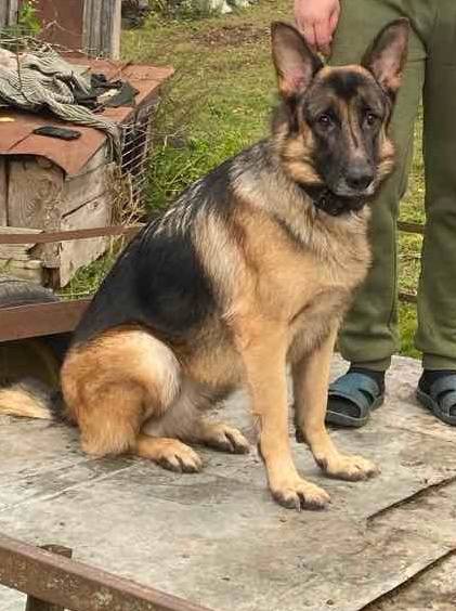 Пропала овчарка Мия, район Прудка