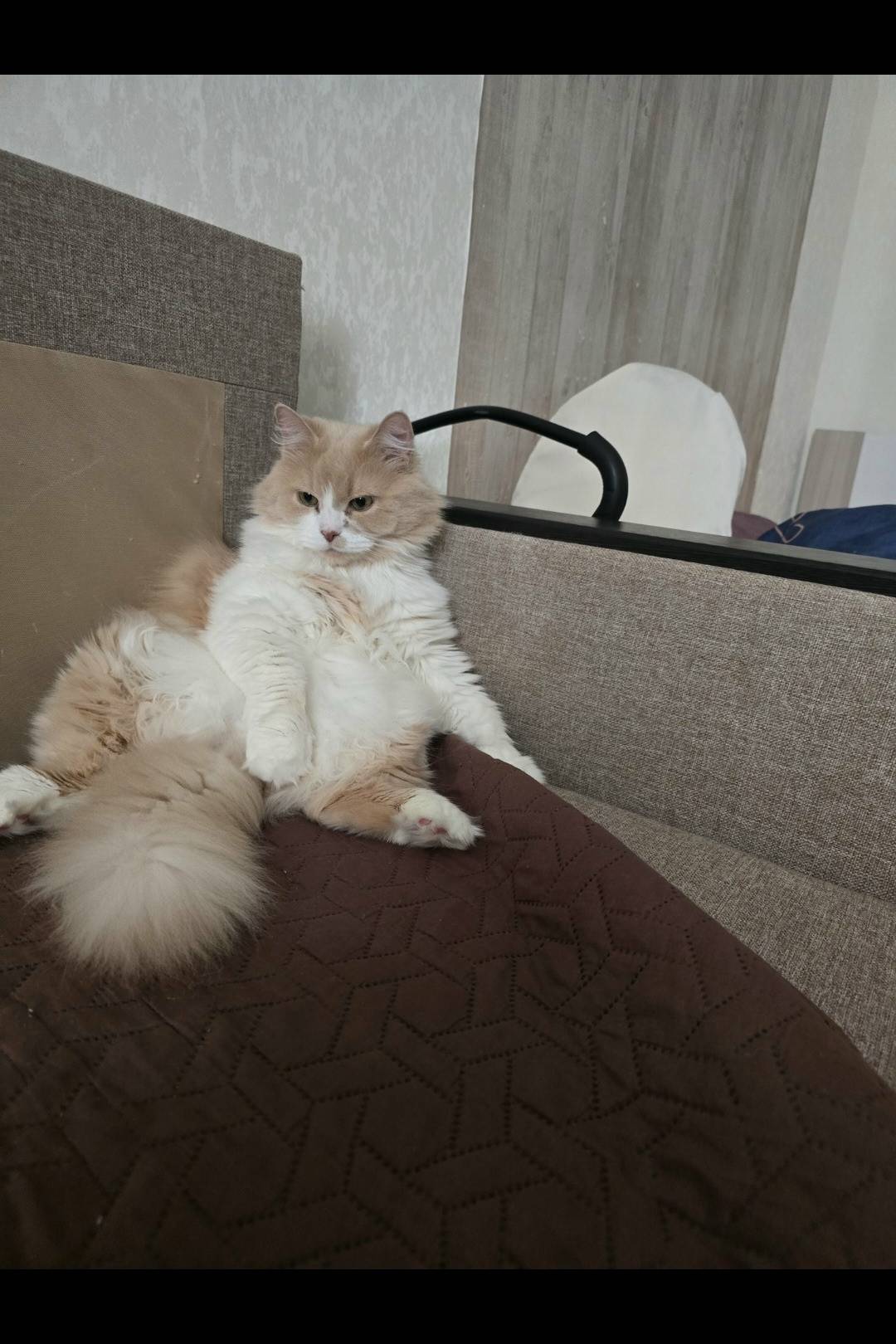 Пропал кот Мусик, Антонова-Овсеенко 33