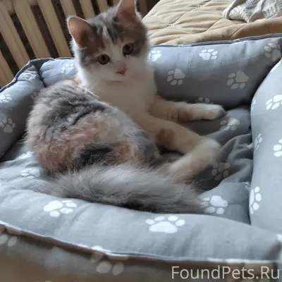 Пропала кошка, Гаев С. Тюлетенина