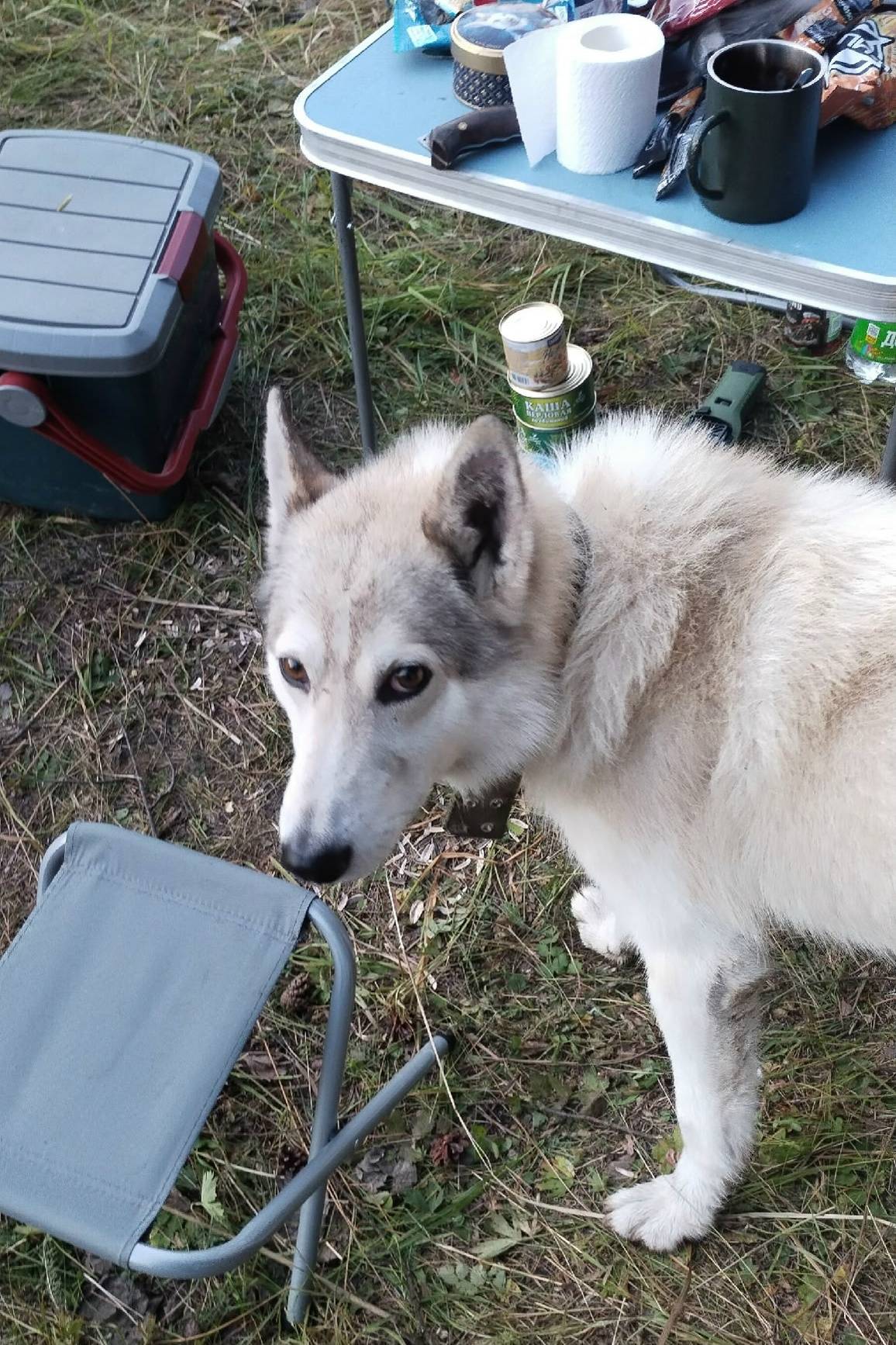 Пропала западно-сибирская лайка, свяжитесь по телефону