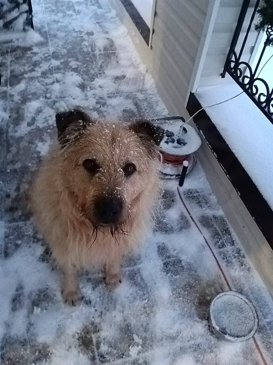Пропал кобель Жора, Яльгелево